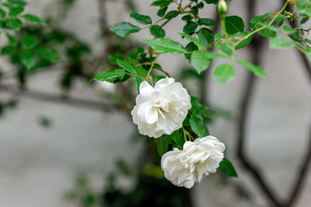 Wine Garden Rooms 斯克拉丁 外观 照片